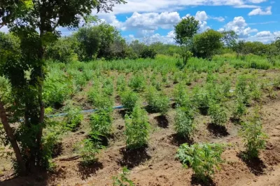 Cerca de 21 toneladas de maconha são encontradas pela PF e PM em plantação na Bahia