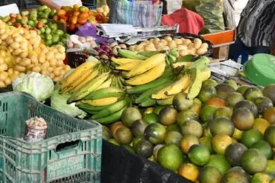 Produção local pode melhorar alimentação em centros urbanos