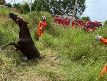 Bombeiros resgatam cavalo preso em fossa no povoado Conquista em Barreiras