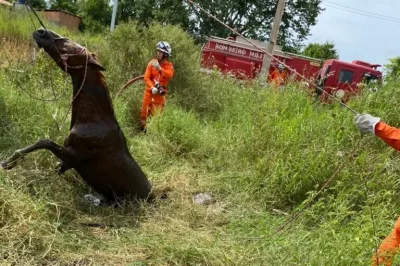 Bombeiros resgatam cavalo preso em fossa no povoado Conquista em Barreiras