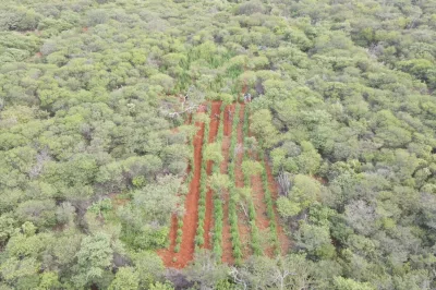 Plantação que renderia 1 tonelada de maconha é erradicada no Norte baiano