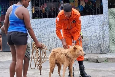 Em Salvador, Bombeiros resgatam cachorro que caiu em buraco de 3 metros de profundidade