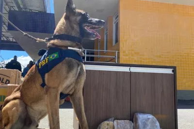PRF apreende carga de ‘supermaconha’ escondida em ônibus de viagem na BR-116