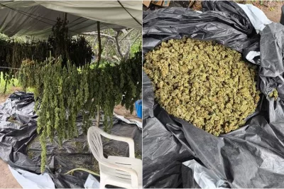 Polícia Militar erradica 10 mil pés de maconha em Monte Santo