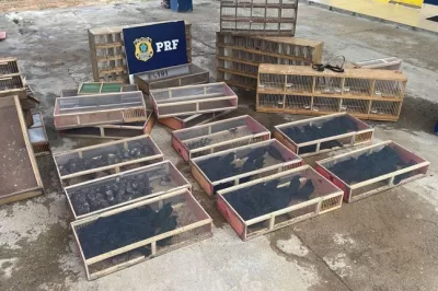 Em abordagem na BR-116, PRF resgata 190 aves silvestres