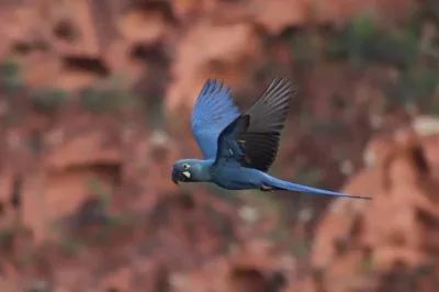Ameaçada de extinção, arara-azul-de-lear vira símbolo do turismo de observação de aves da Bahia