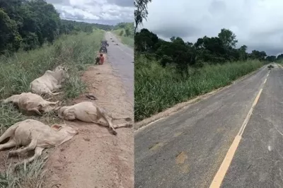 Dez animais morrem após serem atingidos por caminhão à beira de pista no interior da Bahia