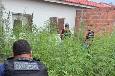 Polícia Civil erradica plantação com 250 pés de maconha em Feira de Santana
