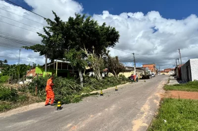 Alagoinhas: Prefeitura aumenta o número de equipes para o serviço de poda de árvores