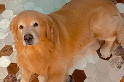 Câmara aprova projeto que obriga aéreas a rastrear transporte de pets