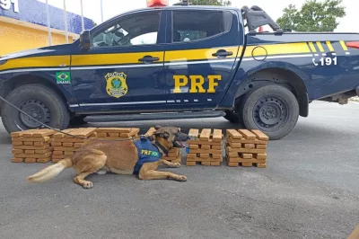 PRF apreende 100 kg de maconha em ônibus na BR 116