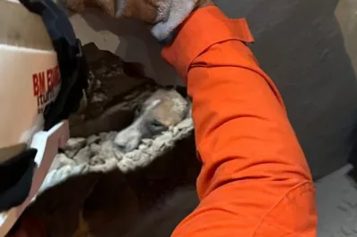 Cachorro é resgatado por bombeiros de Senhor do Bonfim