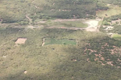 Operação conjunta da PF, PMBA e PMPE erradica 25 mil pés de maconha