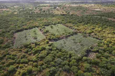 Ação integrada da PM e PF erradica 61 mil pés de maconha em Andorinha