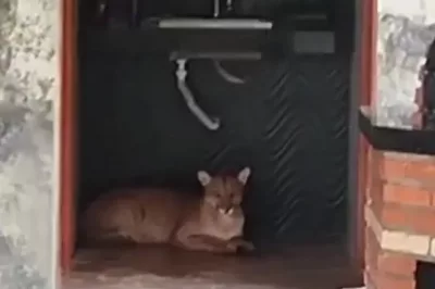 Onça parda é resgatada após entrar em banheiro de sítio na Bahia