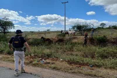 PRF intensifica ações para remoção de animais soltos na BR 110 em Paulo Afonso