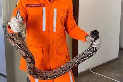 Bombeiros de Senhor do Bonfim capturam três cobras