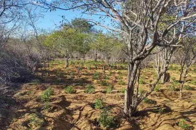 PM destrói mais de 11 mil pés de maconha em cidade no interior da Bahia