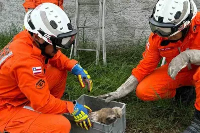 Bicho-preguiça é resgatado por bombeiros de Porto Seguro