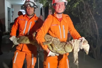 Jacaré encontrado em jardim de residencia na Bahia é resgatado pelos Bombeiros