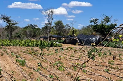FICCO e PM desarticulam laboratório de produção de maconha intensiva em Irecê