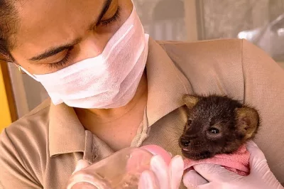 Lobo-guará vítima de incêndio florestal é resgatado pelo Inema