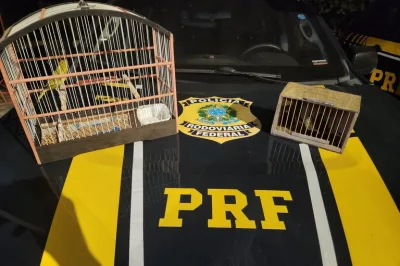 PRF resgata aves silvestres durante fiscalização na BR-324 em Capim Grosso