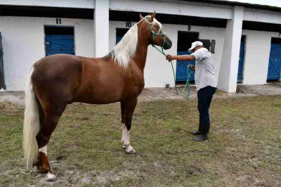 Expo Alagoinhas Mangalarga Marchador reúne 254 animais em sua terceira edição