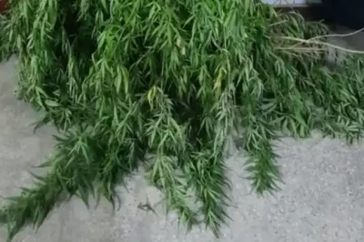 Homem é preso por cultivar maconha em casa na zona rural de Sátiro Dias