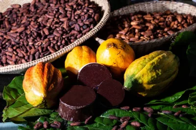 Agricultura familiar influencia a retomada da Bahia como maior produtora de cacau do país