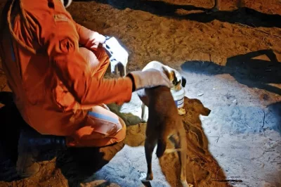 Cachorro é resgatado de fossa de três metros em Bom Jesus da Lapa