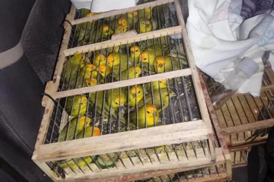 Operação no Oeste da Bahia resgata 400 pássaros transportados ilegalmente em condições de maus-tratos