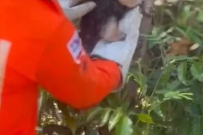 Bombeiros de Valença resgatam Tamanduá