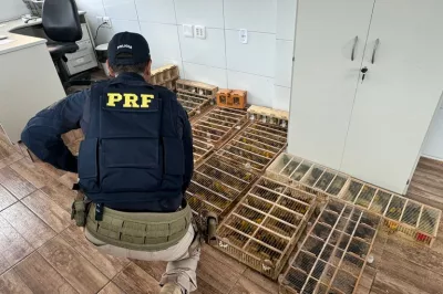 Polícia Rodoviária Federal resgata 593 aves silvestres transportadas ilegalmente na Bahia