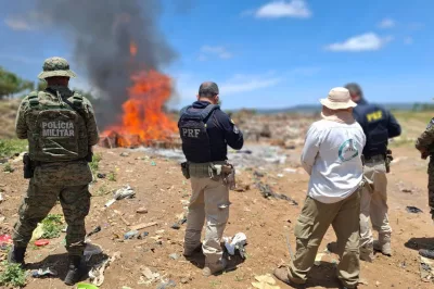 PRF, INEMA e CIPPA resgatam 965 animais silvestres em operação ambiental na Chapada Diamantina