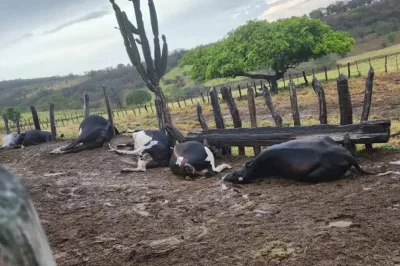 Sete animais morrem após serem atingidos por raio na região de Jacobina