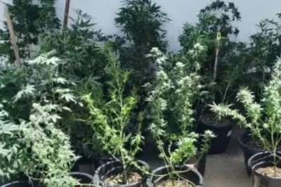 Polícia desarticula laboratório de drogas com 38 pés de maconha em Serrinha