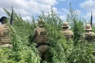 Polícia Militar erradica 65 mil pés de maconha em Curaçá