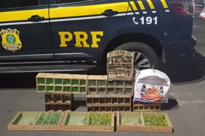 PRF resgata mais de 130 aves silvestres transportadas ilegalmente na BR-101