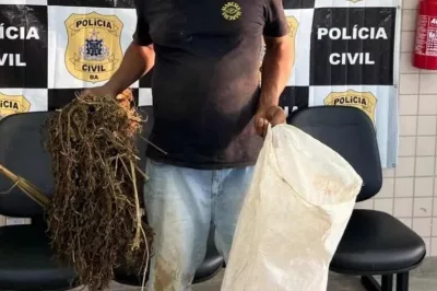 Homem é preso ao tentar furtar pés de maconha que seriam incinerados