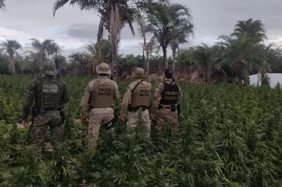 PF e PM erradicam mais de 5 mil pés de maconha no Norte baiano