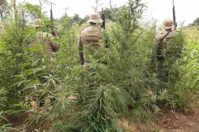 45ª CIPM erradica plantio com 45 mil pés de maconha em Curaçá