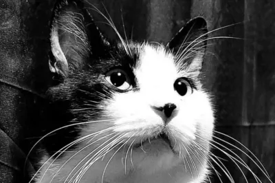 Polícia Civil investigará crime de maus-tratos contra gato em Alagoinhas