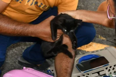 Feira de Adoção de Animais acontece neste sábado em Alagoinhas
