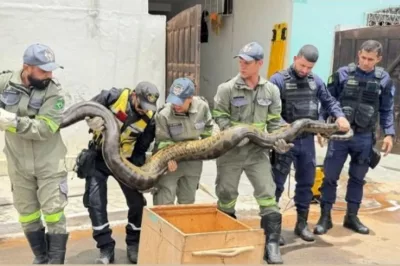 Sucuri de quase 5 metros é capturada em rede de esgoto na Bahia