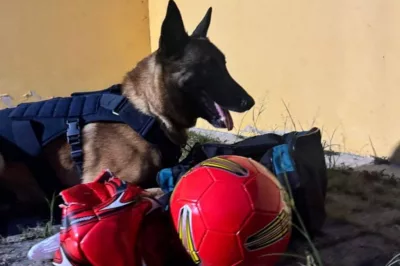 Messi, cão farejador da PRF, localiza drogas escondidas em bolas de futebol na BR-116