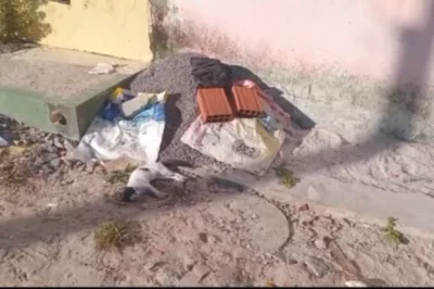 Radialista denuncia morte de gatos por suspeita de envenenamento em Alagoinhas