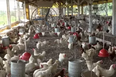 Região de Feira de Santana lidera crescimento de ovos de galinha na Bahia