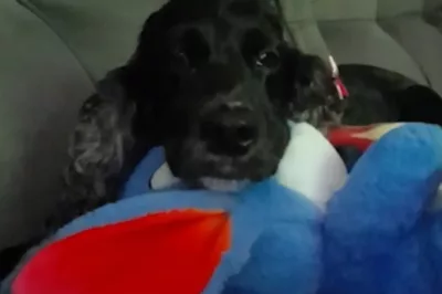 Cão pitbull mata cadela e deixa tutora ferida no Sudoeste baiano