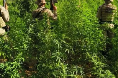 Plantação com 26.500 pés de maconha é erradicada pela polícia no norte baiano